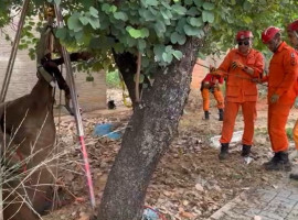Bombeiros utilizaram um tripé para retirar o animal. 