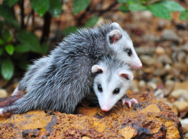 Presença de mucuras aumenta em ruas e quintais da Capital