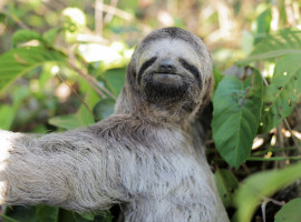 Com o contato direto, há também o risco de contaminação por doenças como tuberculose e tétano, além da transmissão de doenças de humanos para animais