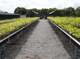 Em 2025, foram entregues 16.800 mudas para dez municípios do estado do Tocantins.