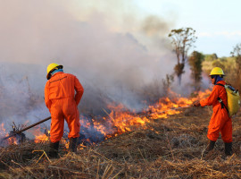 Para se candidatar às vagas, os interessados devem ser maiores de idade e não possuir problemas crônicos de saúde. Não é exigido que o candidato tenha experiência anterior