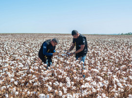 A Adapec é o órgão estadual que fiscaliza a produção, beneficiamento, armazenamento, transporte ou comercializem algodão e seus subprodutos no Tocantins.