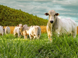 O modelo combina culturas agrícolas e criação de gado no mesmo espaço ao longo do ano, com ganhos de produtividade e sustentabilidade.