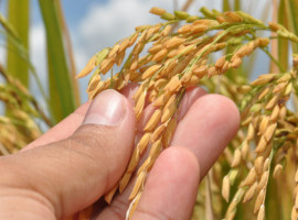 Dados do IBGE confirmam o Tocantins como o maior produtor de arroz da Região Norte, com municípios ocupando as primeiras posições no ranking regional