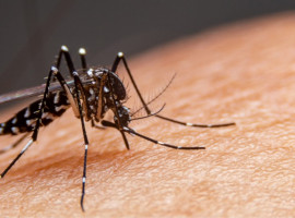 Hospital de Doenças Tropicais da UFNT (HDT-UFNT) registra aumento na demanda por atendimentos relacionados à dengue em Araguaína