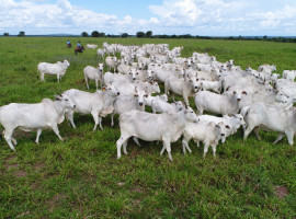  avanço da genética tem permitido maior precisão na escolha de reprodutores, aliando avaliações técnicas às condições de produção do Tocantins
