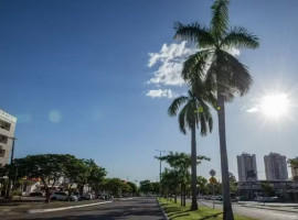 Avenida de Palmas sob o sol forte