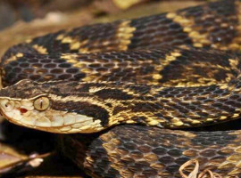 Maioria dos casos foi causada por serpentes do tipo botrópico, provenientes de cobras como jararaca, jararacuçu, urutu, cotiara, cruzeira e caiçara.
