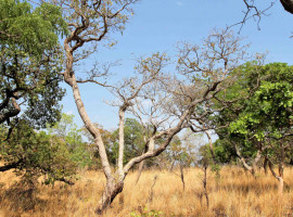 Acordo prevê restauração de 3.314,45 hectares de vegetação nativa do cerrado. 