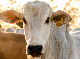 Rastreabilidade garante controle sanitário e segurança alimentar, elevando a qualidade da carne e ampliando oportunidades