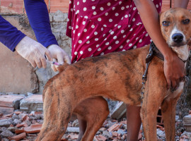Iniciada no final de abril, a campanha neste ano tem a meta de vacinar aproximadamente 34 mil cães e gatos