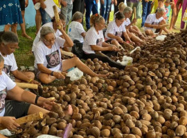  Comunidades extrativistas da região do Bico do Papagaio mantêm viva a tradição da quebra do coco babaçu, atividade que gera renda, fortalece a economia local e contribui para a preservação ambiental 