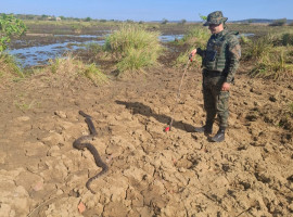 Sucuri foi solta em uma área de preservação ambiental de Palmas.