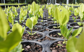 Com produção de 104 mil mudas de espécies do Cerrado plantadas, Crads auxiliaram a recuperação de 340 nascentes recuperadas.