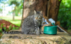 A SEDEMAT alerta que a venda e o uso do chamado chumbinho são ilegais e configuram crime no Brasil.