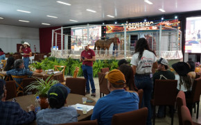 Araguaína Horse  abriu o circuito de leilões da Expoara 2026 com a comercialização de animais de alto padrão genético.