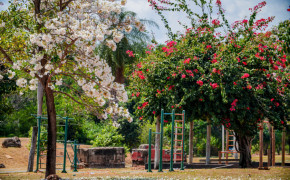 Florada dos ipês colore o Parque Cimba e transforma o espaço em um dos principais cartões-postais de Araguaína.