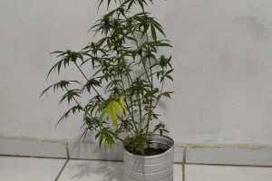Planta de maconha apreendida durante a operação Ruptura, em Filadélfia
