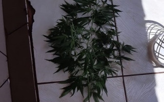 Pé de maconha encontrado em residência em Araguaína 