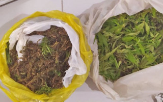 Droga in natura apreendida com os suspeitos.