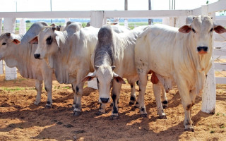 Pra quem deixar de vacinar a multa é de R$ 5,32 por animal e R$ 127,69 por propriedade não declarada.