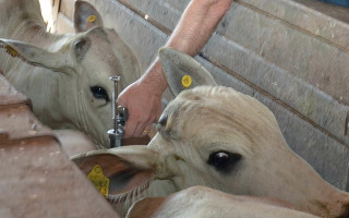 A 1ª etapa da campanha de vacinação contra aftosa teve início no último dia 1º e segue até o dia 31 de maio.