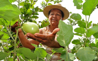 Pequenos produtores do Tocantins são pioneiros na produção sustentável de alimentos.