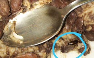 Barata encontrada em uma marmitex. 