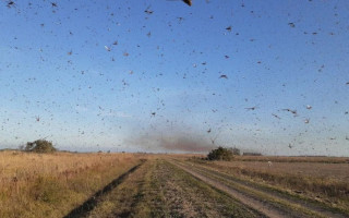 A nuvem de gafanhotos está a cerca de 250 quilômetros da fronteira do Rio Grande do Sul com a Argentina
