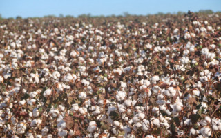 Produção de algodão começa a despontar no Tocantins 