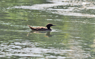 Pato mergulhão na região do Jalapão. 