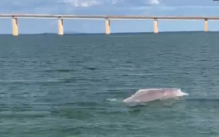 Ao menos 10 botos vermelhos foram vistos nas águas do lago de Palmas 