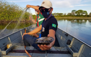 Além de várias espécies de peixes, a fiscalização encontrou uma tartaruga presa à uma das armadilhas.