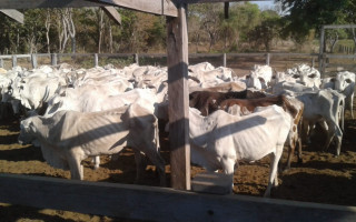  A previsão é vacinar aproximadamente 100 mil animais na Ilha do Bananal.