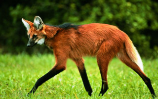 Imagem do animal vai ilustrar a nota de R$ 200