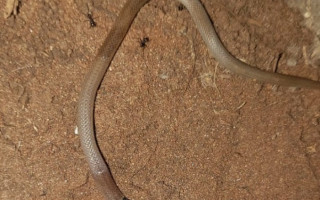 Há diversos relatos de moradores sobre a presença de cobras em Araguaína