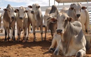Vacinação contra a aftosa é obrigatória e quem deixar de vacinar pagará multa.