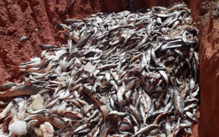 Peixes apreendidos foram inutilizados no aterro sanitário de Dianópolis, nesta sexta-feira, 7.