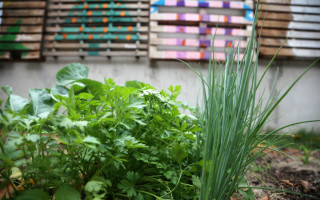 Cuidar de plantas e flores em algum espaço ao ar livre é uma atividade acessível e barata.