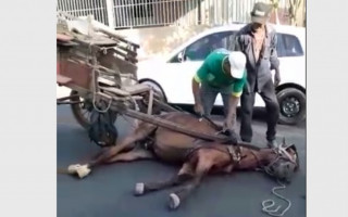 Cavalo estava agonizando caído no meio da rua 
