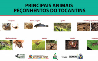 População deve ficar atenta ao aparecimento destes animais.