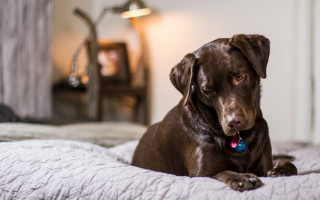 O ideal é que o pet tenha seu próprio espaço de descanso.