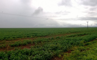 Produtores devem ter cautela e ficar atentos quanto ao período adequado para semeadura.