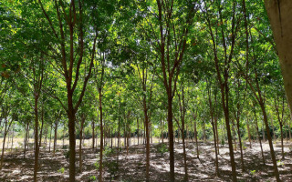 Seringueira é o nome das árvores que produzem o látex usado na fabricação da borracha.