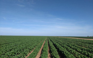  Tocantins possui atualmente uma área estimada em 6.740 hectares de plantio de algodão.