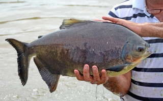 Regras para o transporte de pescado trarão mais segurança alimentar 