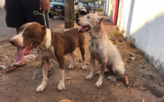 Cães encontrados abandonados na residência, sem moradores. 