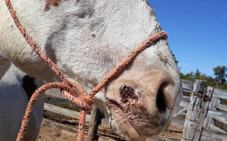 Mormo é uma doença infectocontagiosa que pode ser transmitida também para o ser humano.