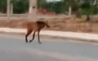 Lobo-guará é filmado no centro de Palmas