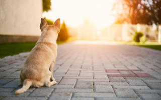 Após decisão judicial, cão poderá morar e transitar em áreas comuns do condomínio.